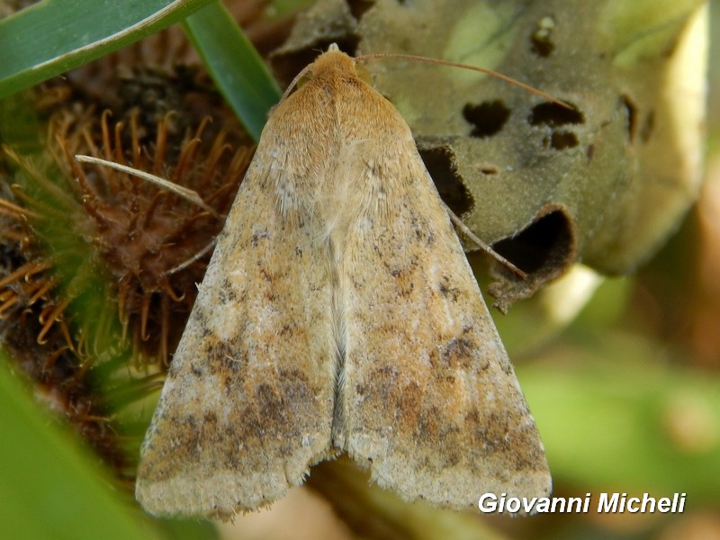 Helicoverpa armigera ed Heliothis peltigera
